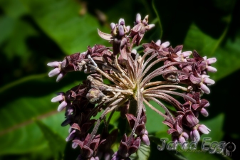 nebraska milkweed